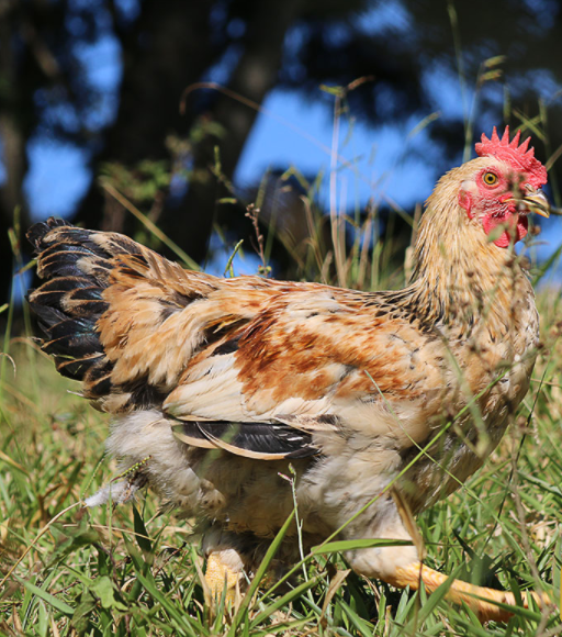 Embrapa disponibiliza perguntas e respostas sobre galinhas caipiras e codornas Embrapa disponibiliza perguntas e respostas sobre galinhas caipiras e codornas