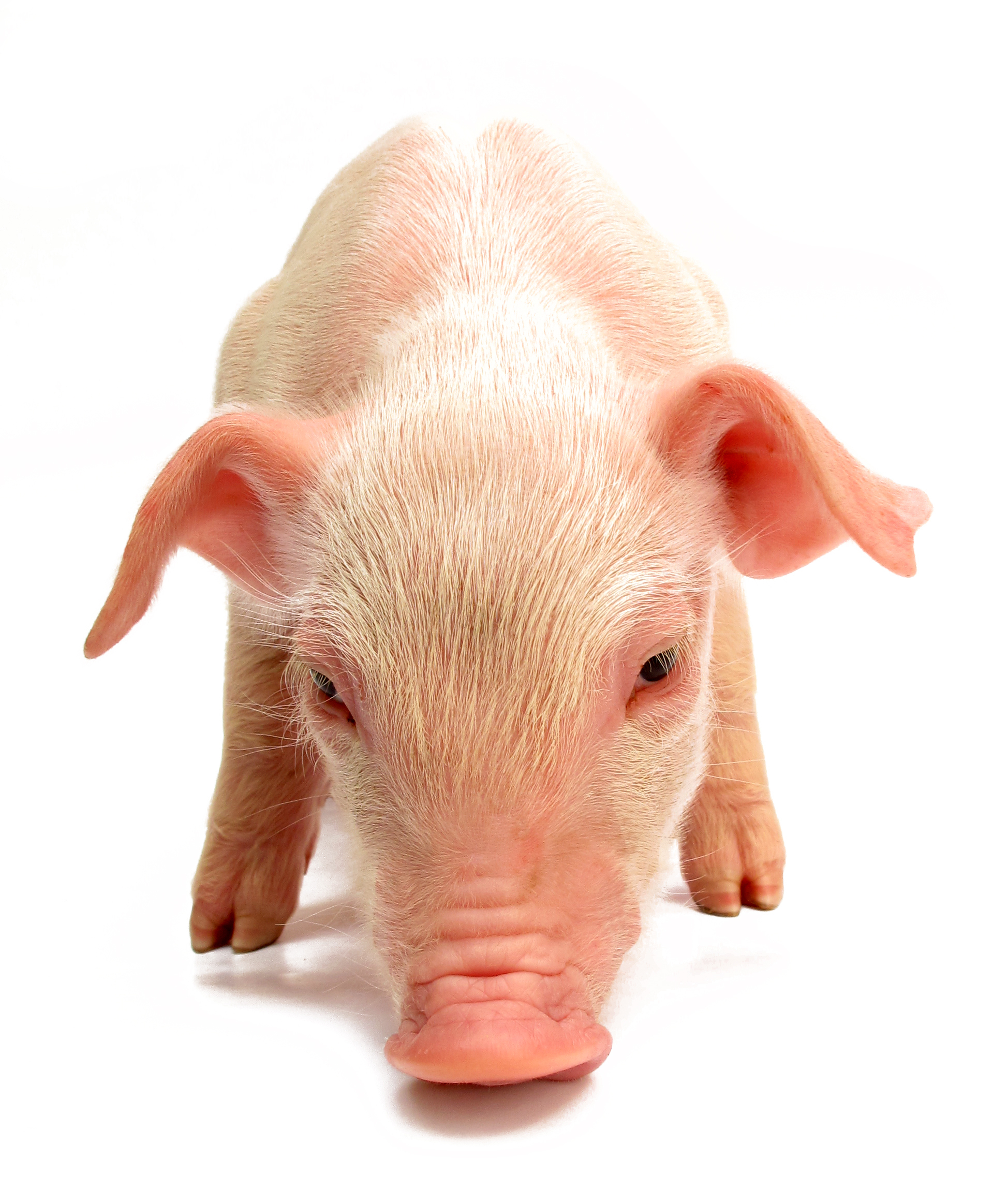 Agroceres PIC investe mais de R$ 26 milhões em granja experimental e construção de UDG em MG