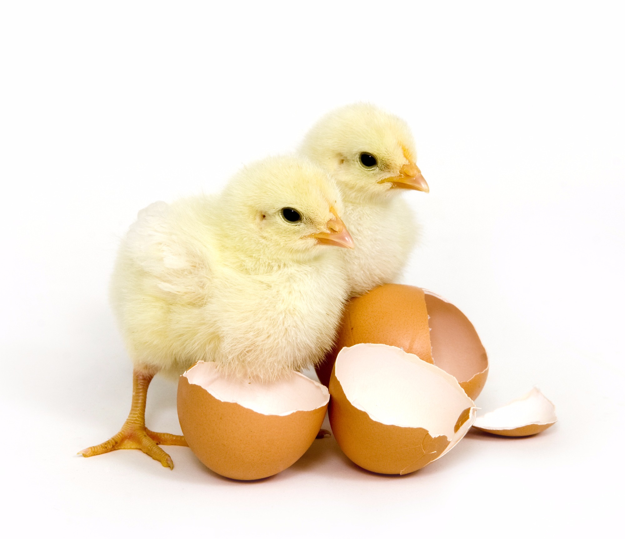 Reprodução de frango desacelera e preocupa indústria americana