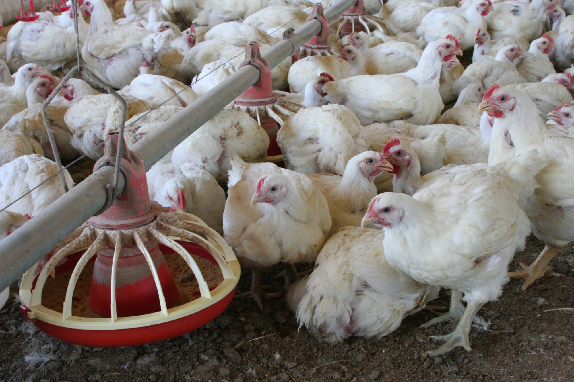 Avicultura, un sector estratégico para la alimentación en México