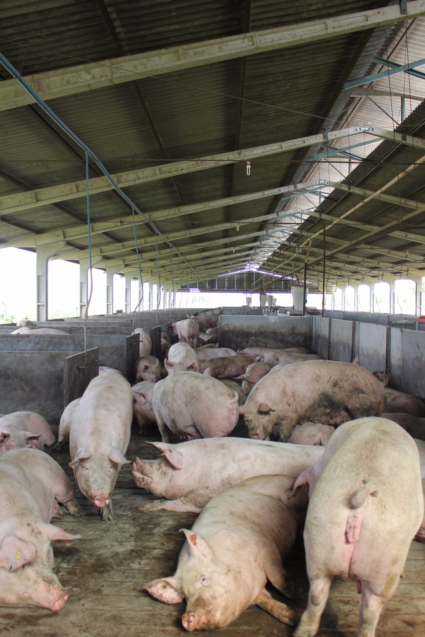 Estresse na porca e perda embrionária no início da gestação