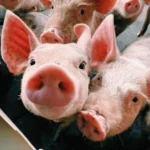 ABCS lança a 3ª edição da campanha "Carne de Porco: bom de preço, bom de prato"