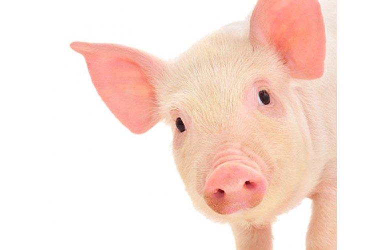 Governo do RS atende demandas da Associação de Criadores de Suínos e reduz impostos