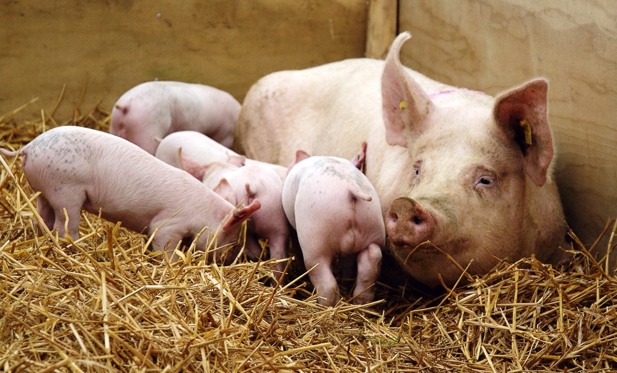 Suinocultores de Mato Grosso terão 100% de incentivo para retenção de matrizes suínas