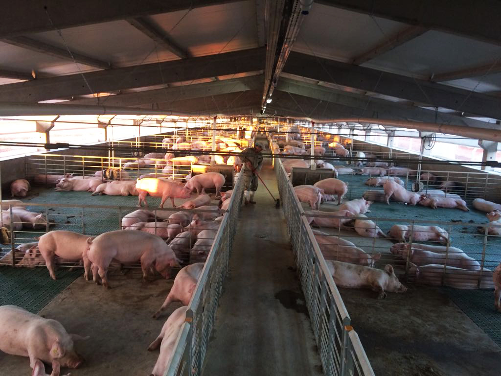 Genética suína conclui povoamento de matrizes em granja no Paraguai