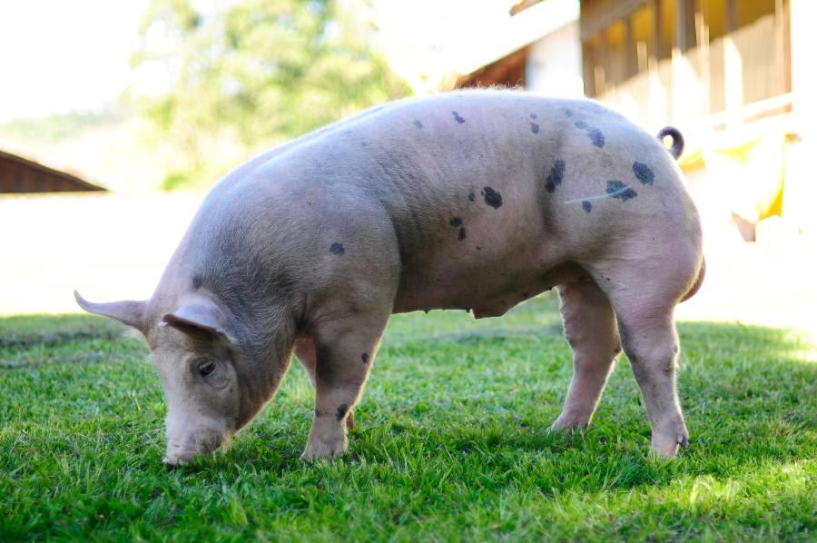 Do suíno light à carne cultivada em laboratório
