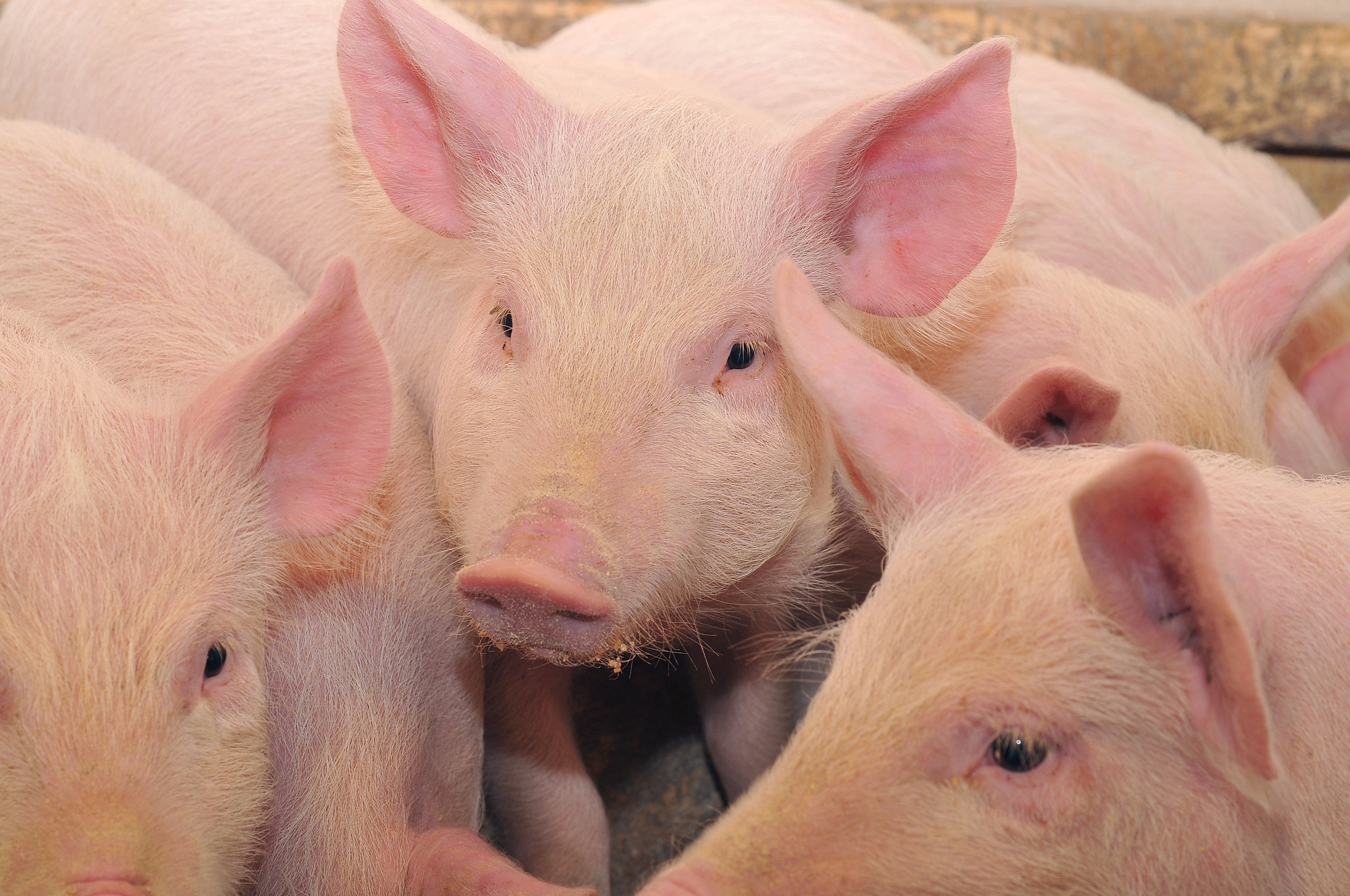 Brasil se destaca na produção de carne suína em 2023 e deve crescer 4%