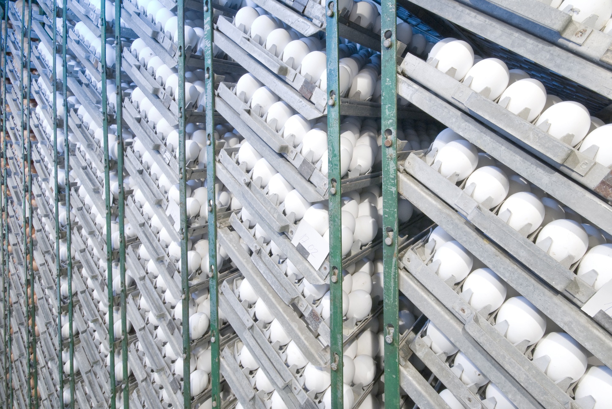 Rússia planeja aumentar imposto de importação de ovos para incubação Rússia planeja aumentar imposto de importação de ovos para incubação