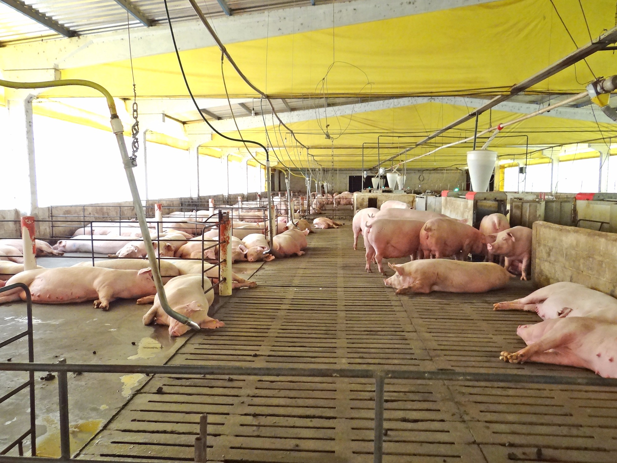 Suinocultura: aspectos sustentáveis e melhorias no sistema de maternidade­­­­­­­­­­­­­­­­­­­­­­­­­­­