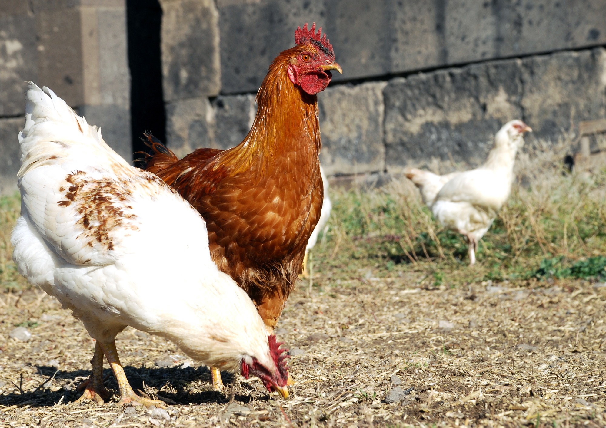 Características de carcaças de frangos de corte tipo caipira alimentados com rações contendo farelo integral de arroz parboilizado