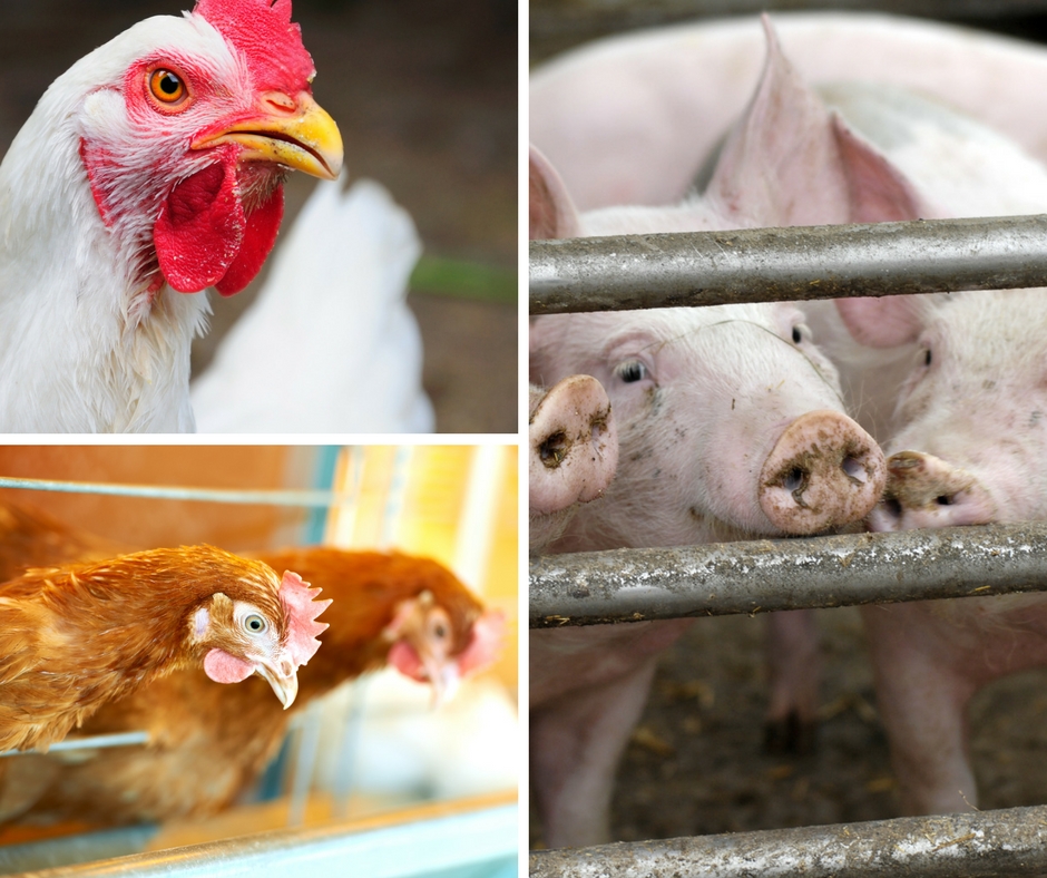 Avicultura e suinocultura impulsionam PIB de MG, aponta Cepea Avicultura e suinocultura impulsionam PIB de MG, aponta Cepea