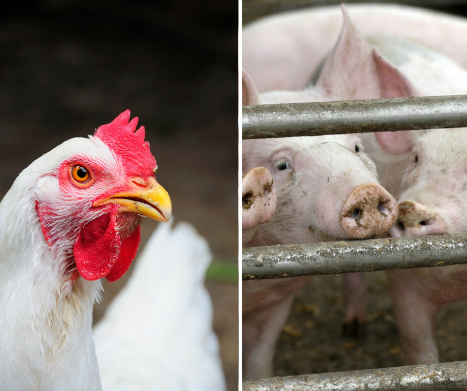 Mais de cinco mil licenciamentos ambientais são emitidos pelo IMA em SC