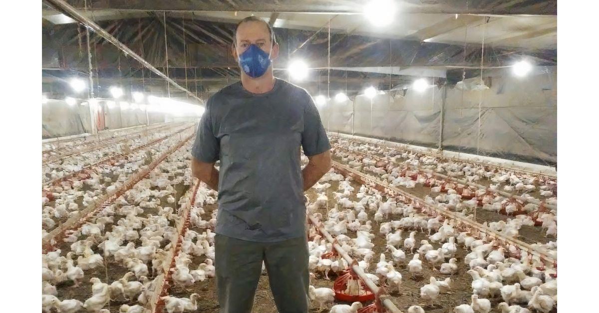 Produtor otimiza uso da ração e melhora conversão alimentar das aves com manejo correto
