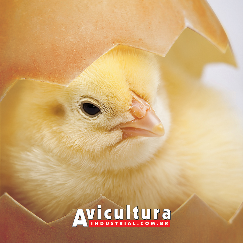 Salmonella Enteritidis e seus mecanismos de ação