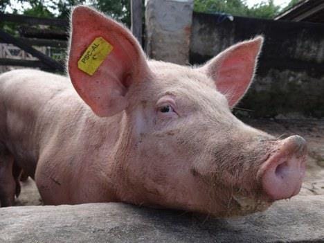 Com demanda fraca, preços de suínos caem 3% na China Com demanda fraca, preços de suínos caem 3% na China