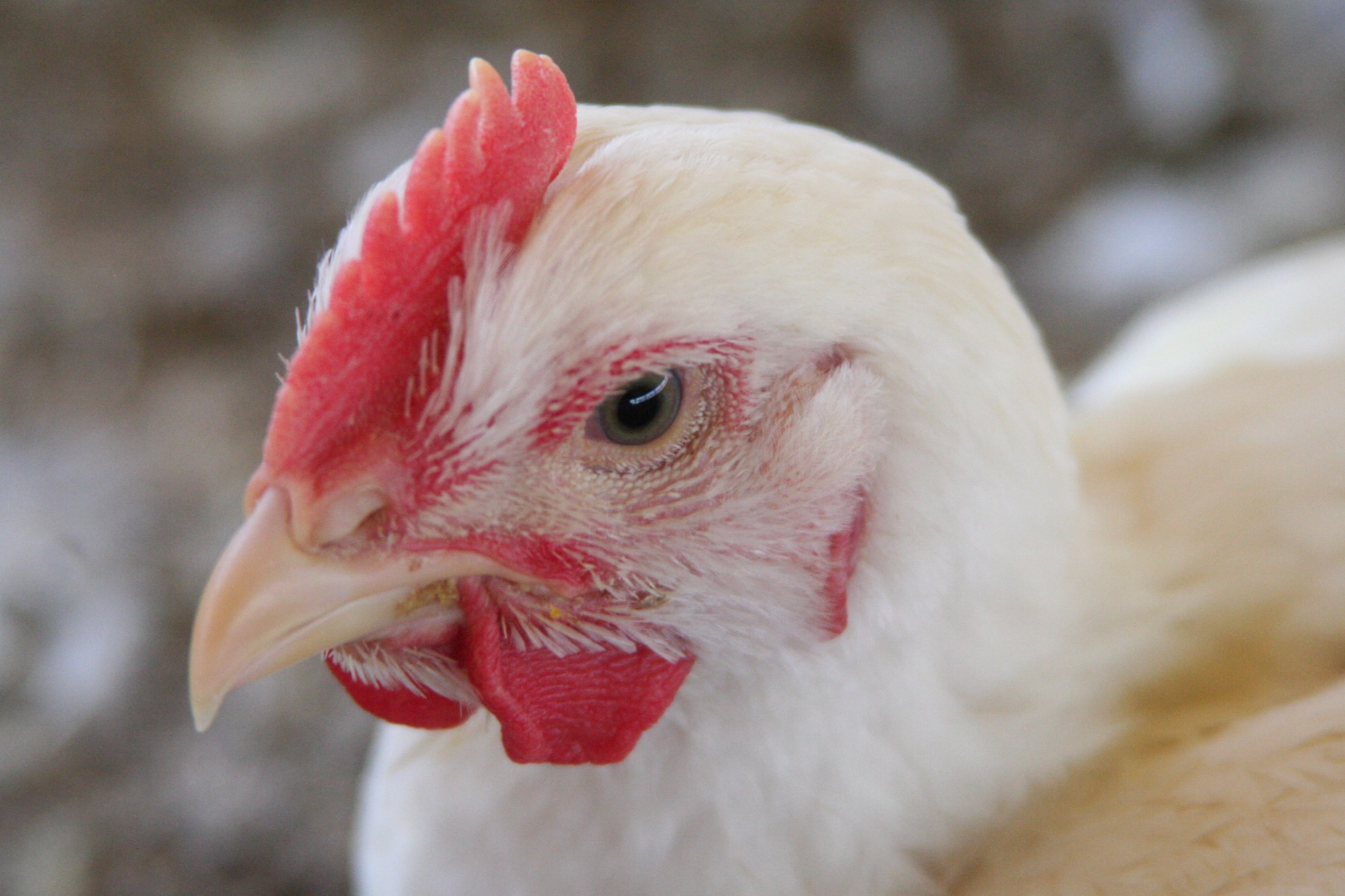 Avicultores da Carolina do Norte iniciam eutanásia de 1,5 milhão de aves
