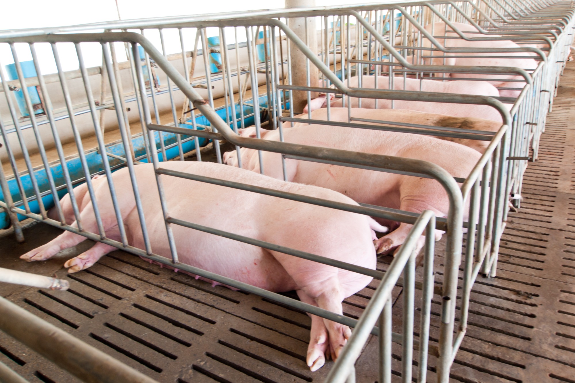 Temperatura corporal de matrizes suínas sob estresse calórico - métodos e horários de avaliação