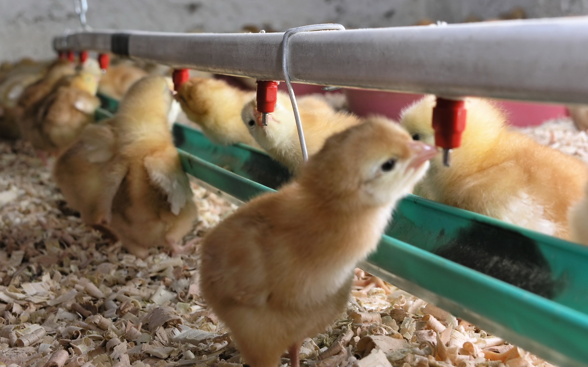 Pesquisador fala sobre tratamento da água dos bebedouros de aviários e o uso de cloro no procedimento