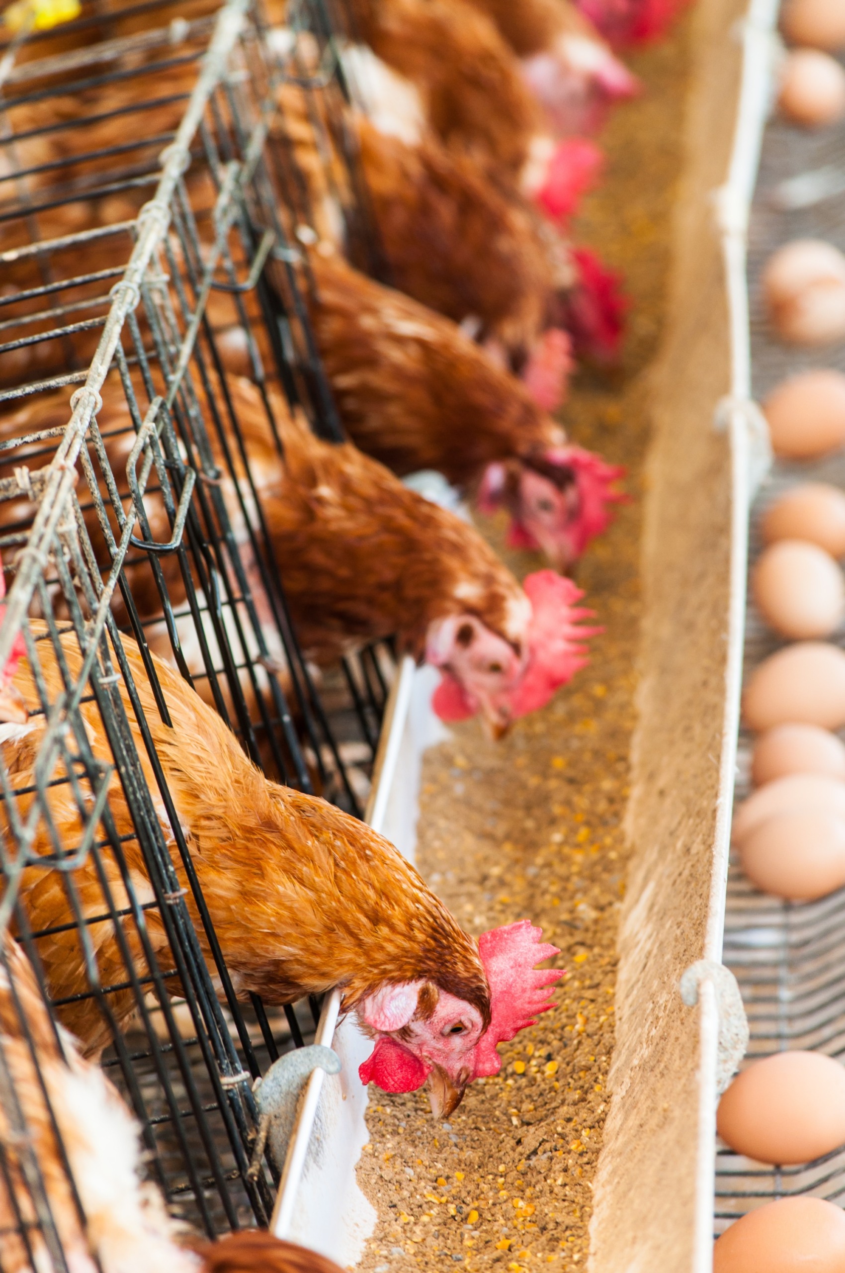 Bachoco, agroindústria do México, adquire produtora de carnes RYC Alimentos Bachoco, agroindústria do México, adquire produtora de carnes RYC Alimentos