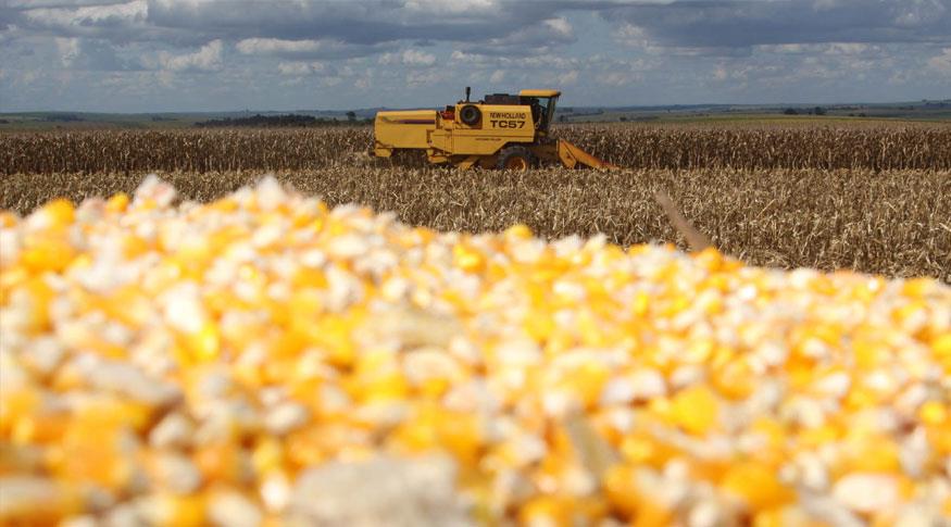 IBGE aponta crescimento de 0,5% na safra em julho e estima recorde para 2023 IBGE aponta crescimento de 0,5% na safra em julho e estima recorde para 2023