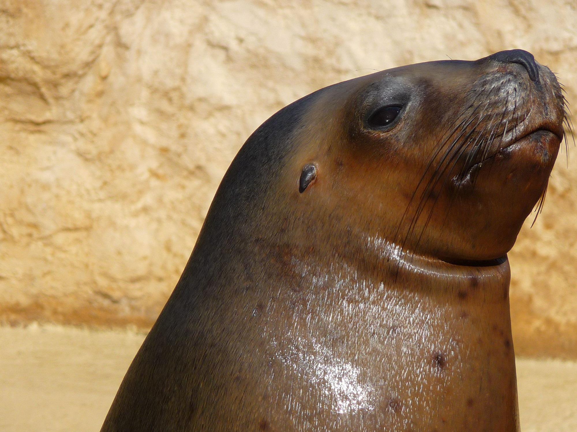 Gripe aviária causa alta mortandade de leões-marinhos na Argentina