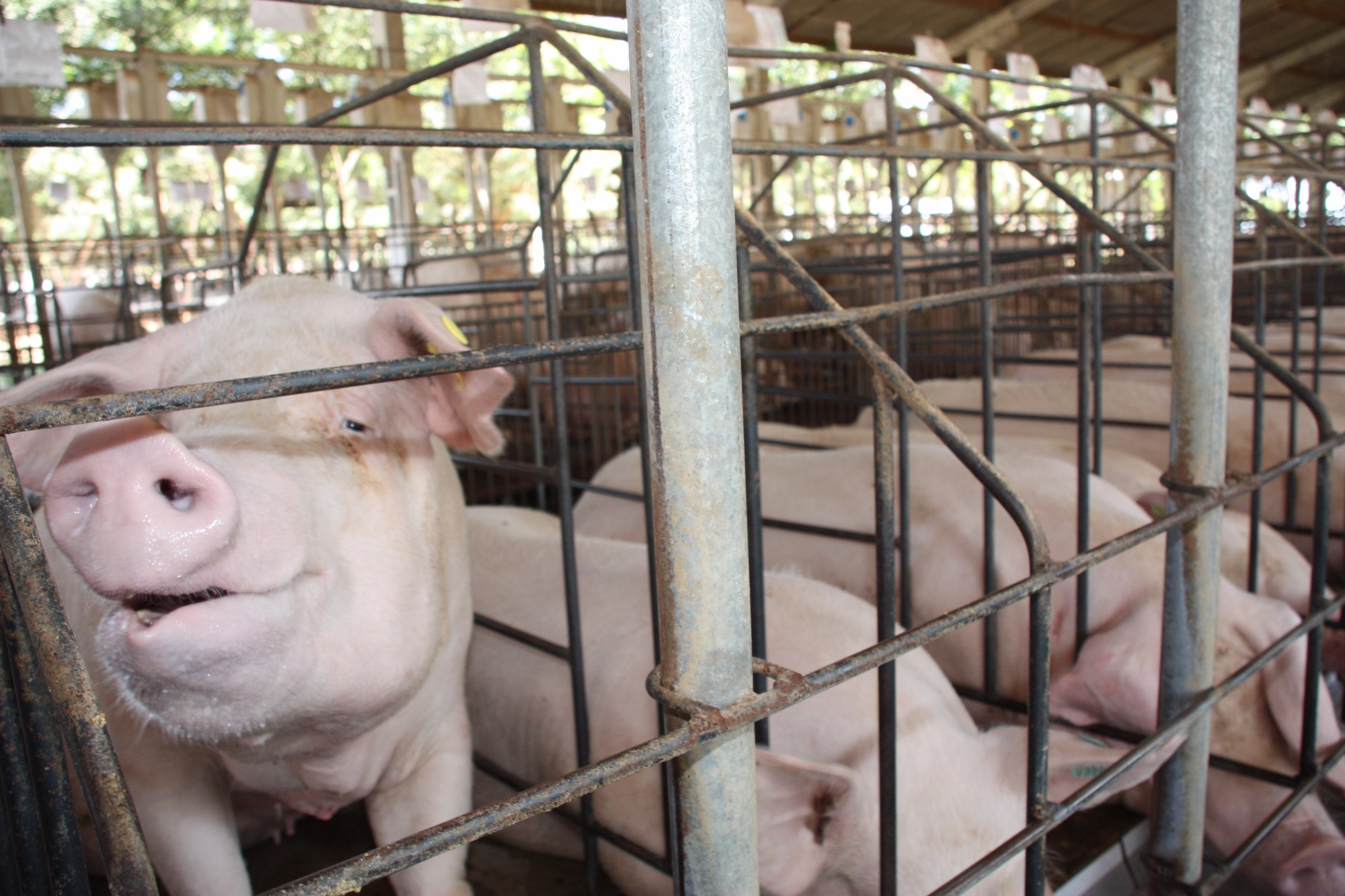 Em decisão histórica, União Europeia aprova fim gradual da criação industrial de animais em gaiolas até 2027