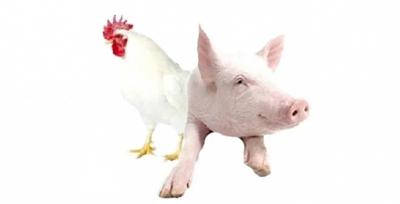 Custos de suínos aumentam e ICPFrango cai em julho