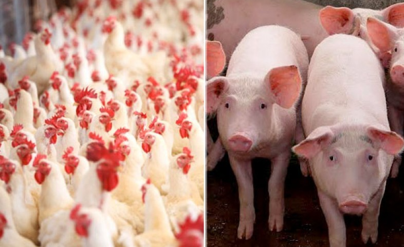 Controles analíticos na cadeia de frangos, ovos e suínos