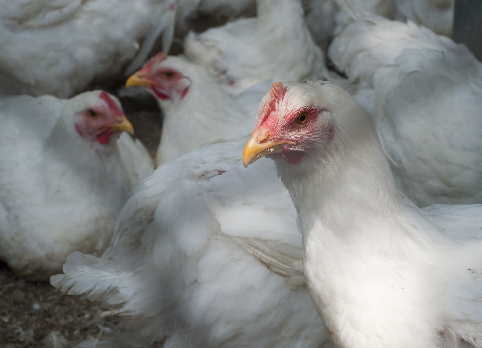 Abate de frangos sobe 0,9% na comparação anual e 3,1% na trimestral Abate de frangos sobe 0,9% na comparação anual e 3,1% na trimestral