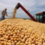 Demanda internacional eleva liquidez e prêmios de exportação de soja no Brasil