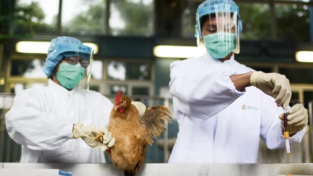 Primeira morte confirmada pela variante H5N5 da Influenza Aviária nos EUA