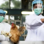 Retorno da gripe aviária coloca à prova a estratégia de vacinação da França