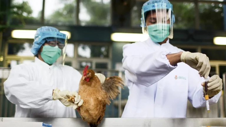 Primeira morte confirmada pela variante H5N5 da Influenza Aviária nos EUA