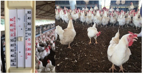 Preparo de granjas para os efeitos do aumento das temperaturas e calor extremo