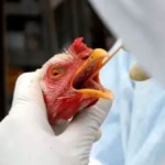 Influenza Aviária atinge cinco novos plantéis comerciais nos EUA e Canadá Influenza Aviária atinge cinco novos plantéis comerciais nos EUA e Canadá