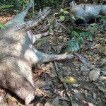 Impacto da PSA na população de javalis da Ásia Impacto da PSA na população de javalis da Ásia