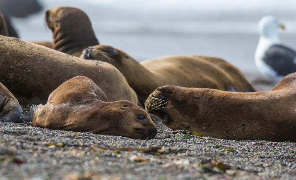 Segundo caso de gripe aviária em mamíferos marinhos é identificado no Brasil Segundo caso de gripe aviária em mamíferos marinhos é identificado no Brasil