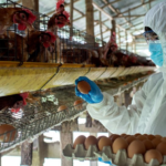 Europa encerra 2025 com quase 700 surtos de Influenza Aviária em granjas Europa encerra 2025 com quase 700 surtos de Influenza Aviária em granjas