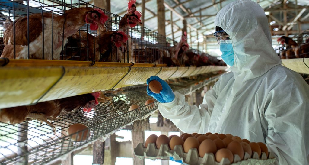Europa encerra 2025 com quase 700 surtos de Influenza Aviária em granjas