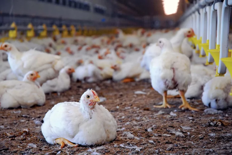 Dinâmica notável da indústria avícola global e seu crescimento econômico dos últimos 50 anos