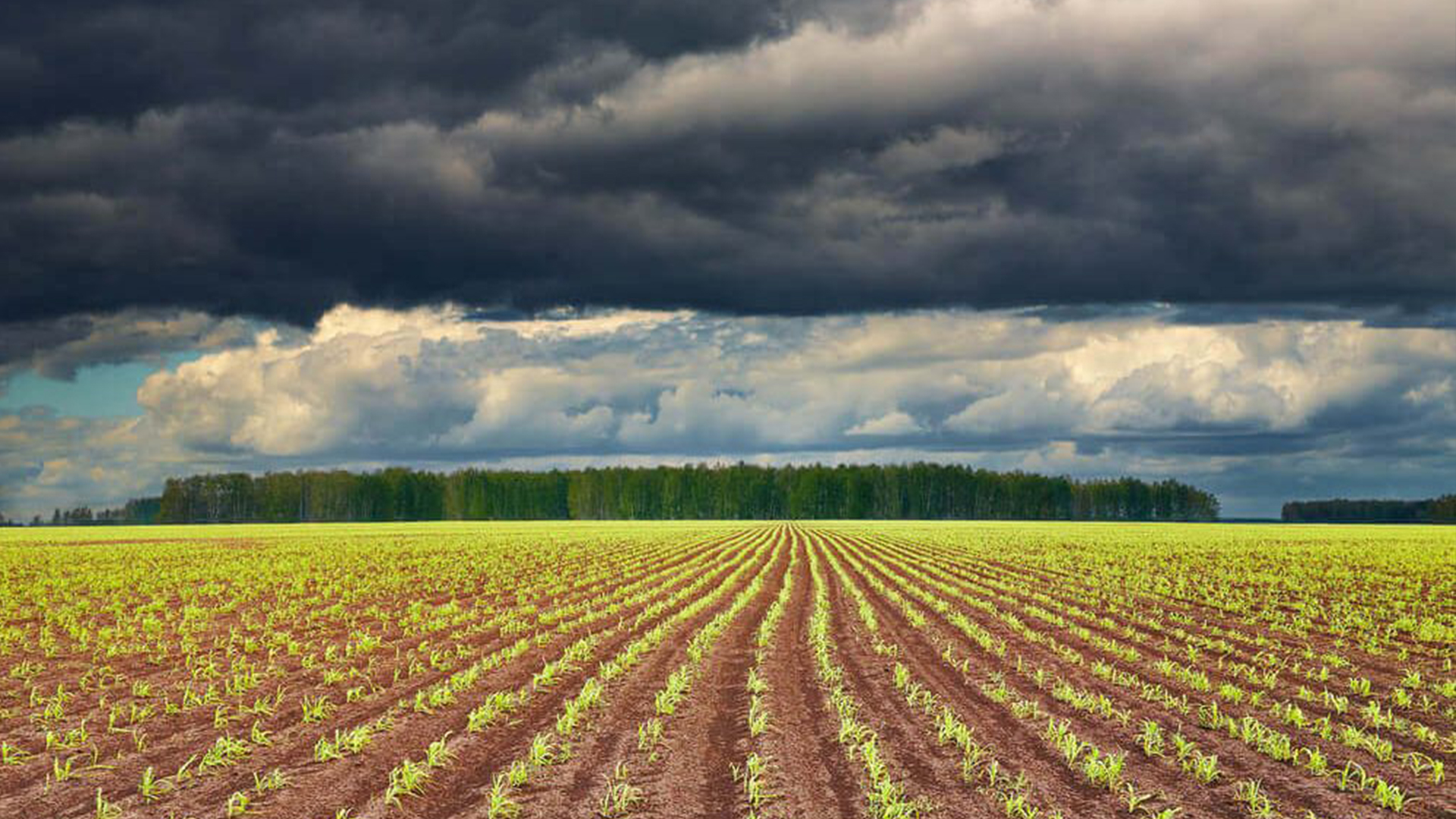 El Niño impulsiona aumento nos preços de commodities agrícolas