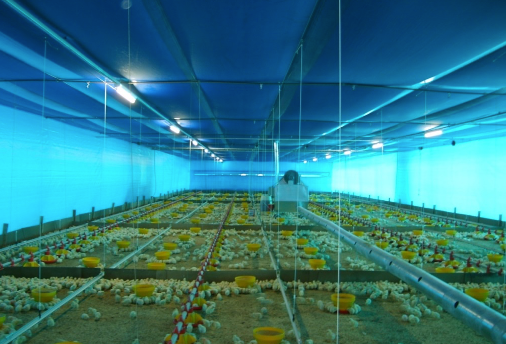 Preparo de granjas para os efeitos do aumento das temperaturas e calor extremo