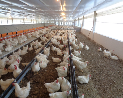 Preparo de granjas para os efeitos do aumento das temperaturas e calor extremo