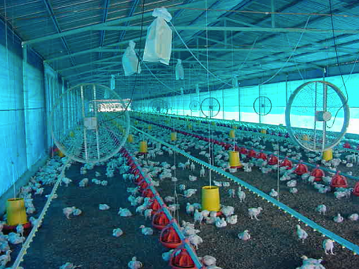 Preparo de granjas para os efeitos do aumento das temperaturas e calor extremo