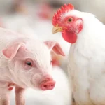 Acordo UE-Mercosul: ABPA celebra novas cotas para frango e abertura histórica no suíno