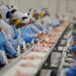 Custos de produção de suíno e frango divergem em Outubro