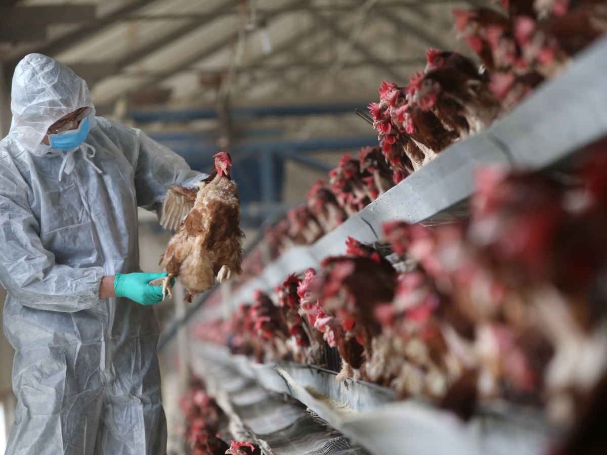 África do Sul abate 2,5 milhões de frangos para conter surto de Gripe Aviária