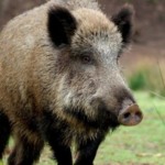 Espanha mobiliza exército para conter avanço da Peste Suína Africana e enfrenta bloqueio de exportações para 40 países