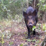 Governador de Minas Gerais sanciona lei de "Guerra ao Javali": autoriza abate ilimitado da espécie invasora Governador de Minas Gerais sanciona lei de "Guerra ao Javali": autoriza abate ilimitado da espécie invasora