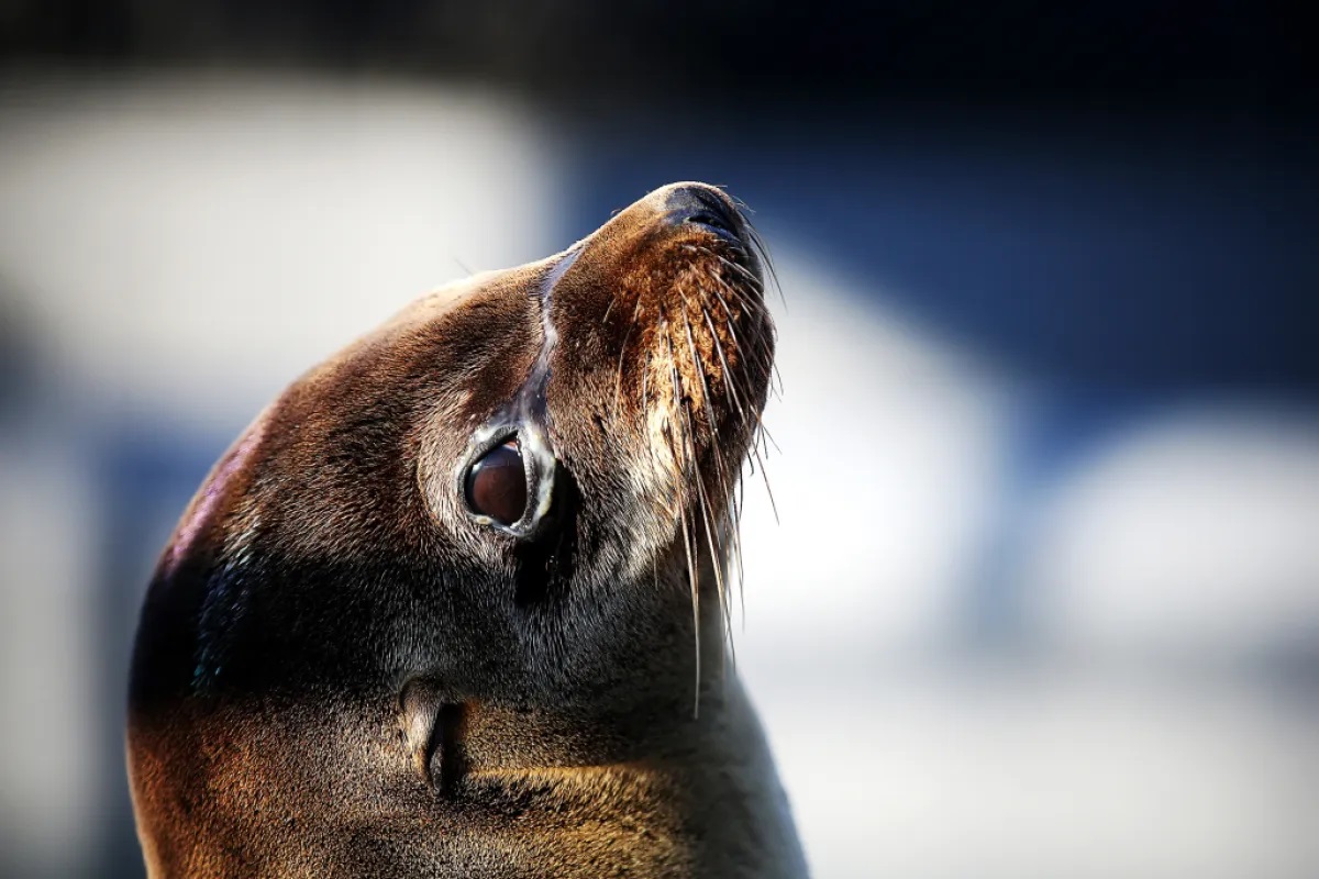 Santa Catarina registra a primeira morte de Leão-Marinho por Gripe Aviária